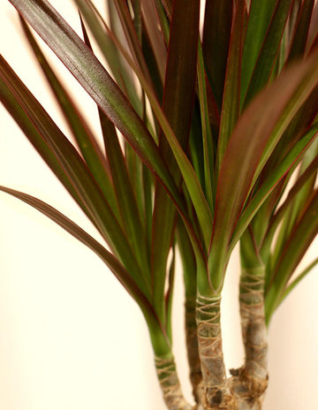 Madagascar Dragon Tree - Dracaena Marginata