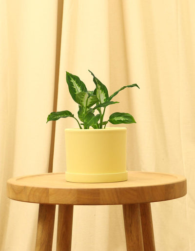 Small Dumb Cane in yellow pot.