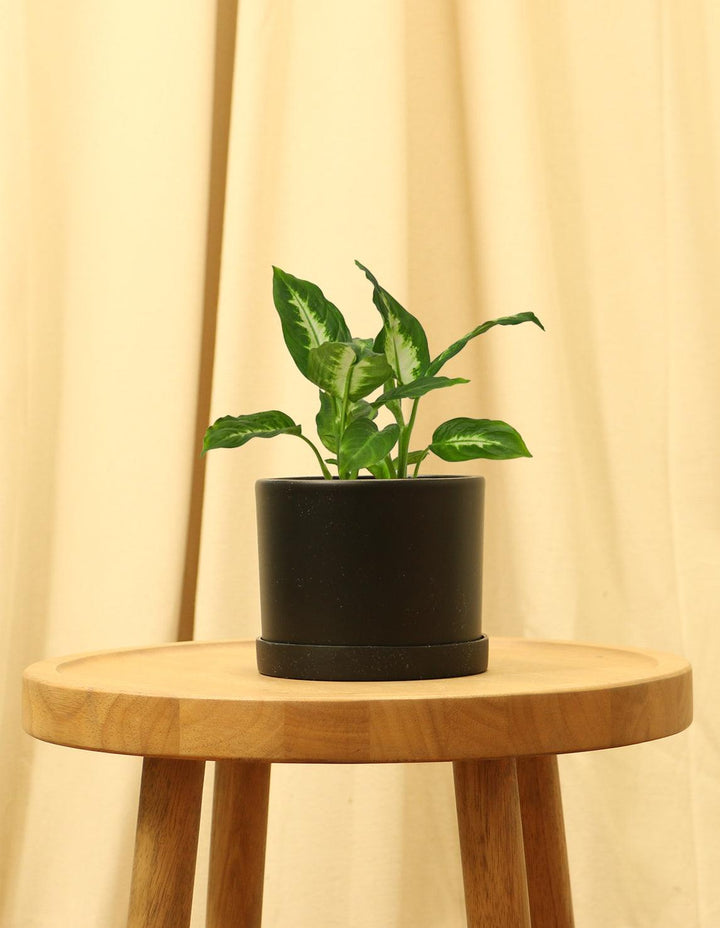 dieffenbachia seguine dumb cane Dumb Cane