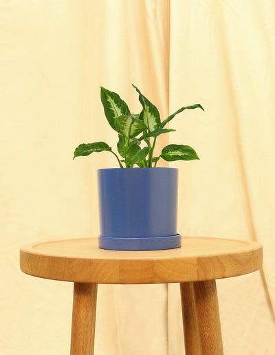 Small Dumb Cane in blue pot.