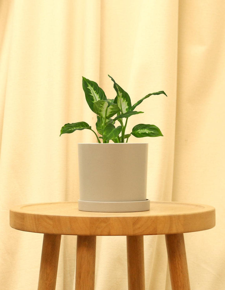 dumb canes indoor plants Dumb Cane