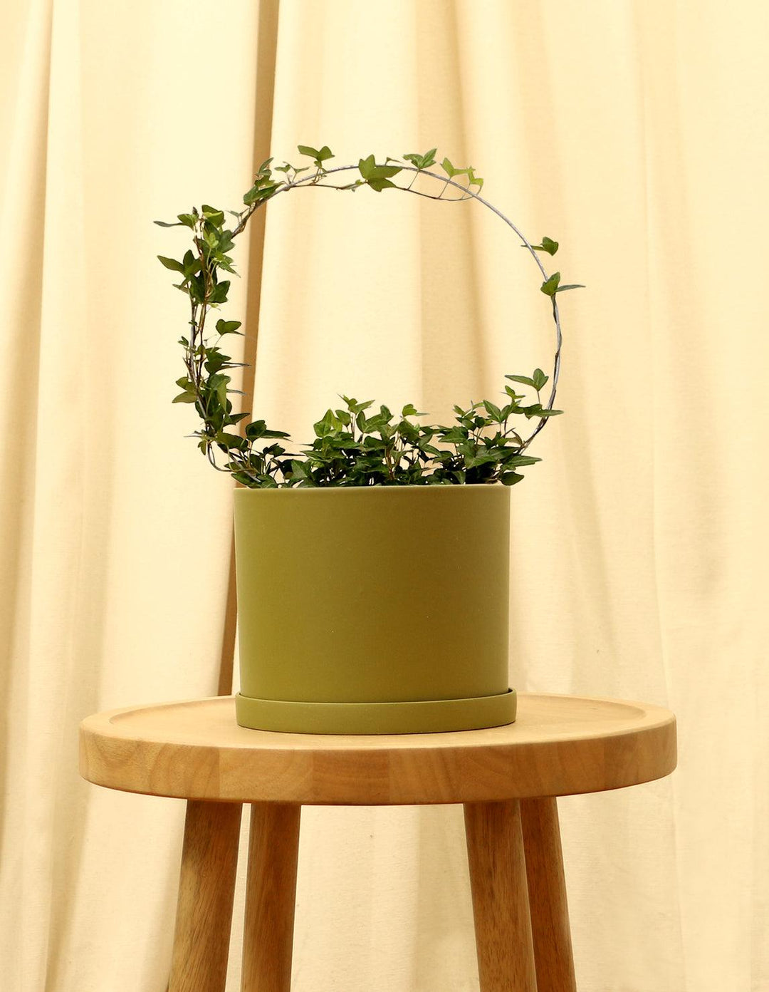 indoor plants english ivy Buy English Ivy Plant