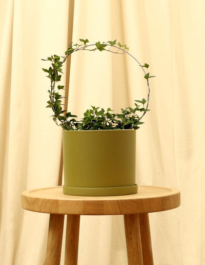 Medium English Ivy Plant in green pot.