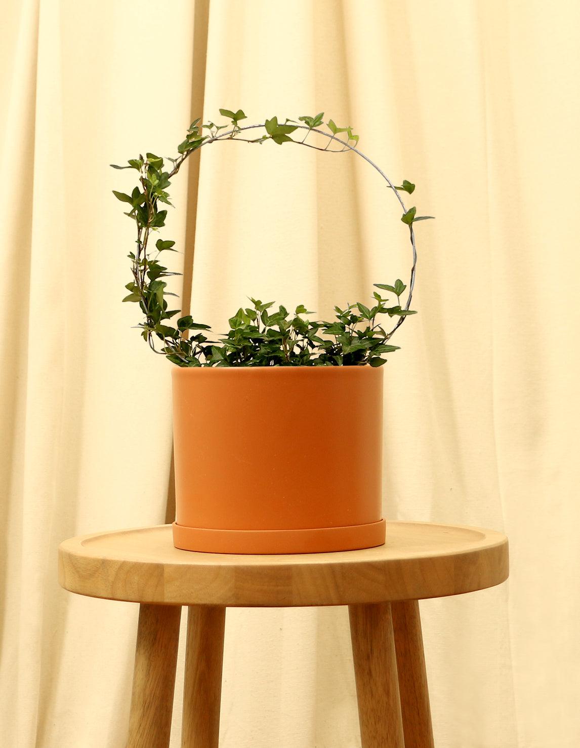 Medium English Ivy Plant in orange pot.