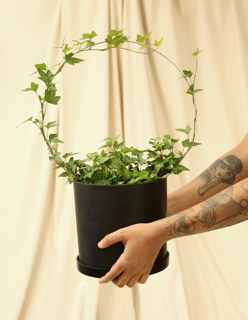 is hedera helix a good indoor plant Buy English Ivy Plant