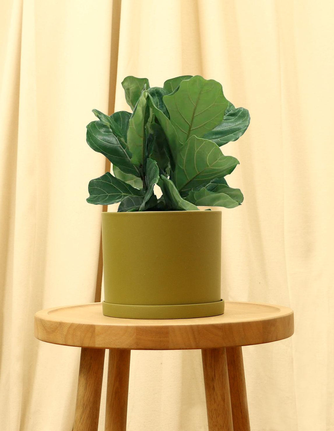 medium fiddle leaf fig Fiddle Leaf Fig Tree - Ficus Lyrata