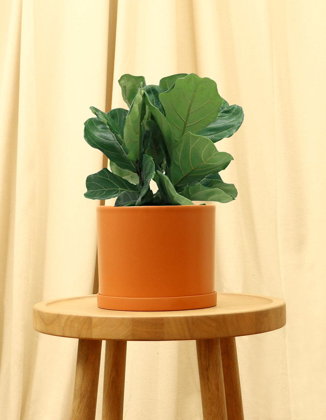 fiddle leaf fig small plant Fiddle Leaf Fig Tree - Ficus Lyrata