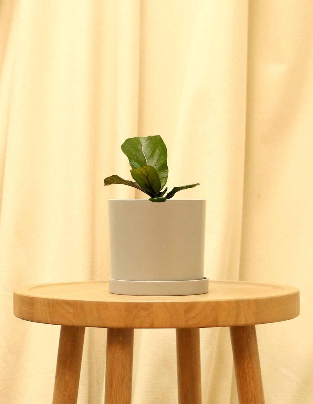 fiddle leaf fig stone Fiddle Leaf Fig Tree - Ficus Lyrata