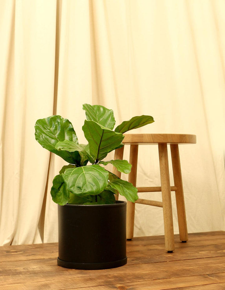 large real fiddle leaf fig tree Fiddle Leaf Fig Tree - Ficus Lyrata