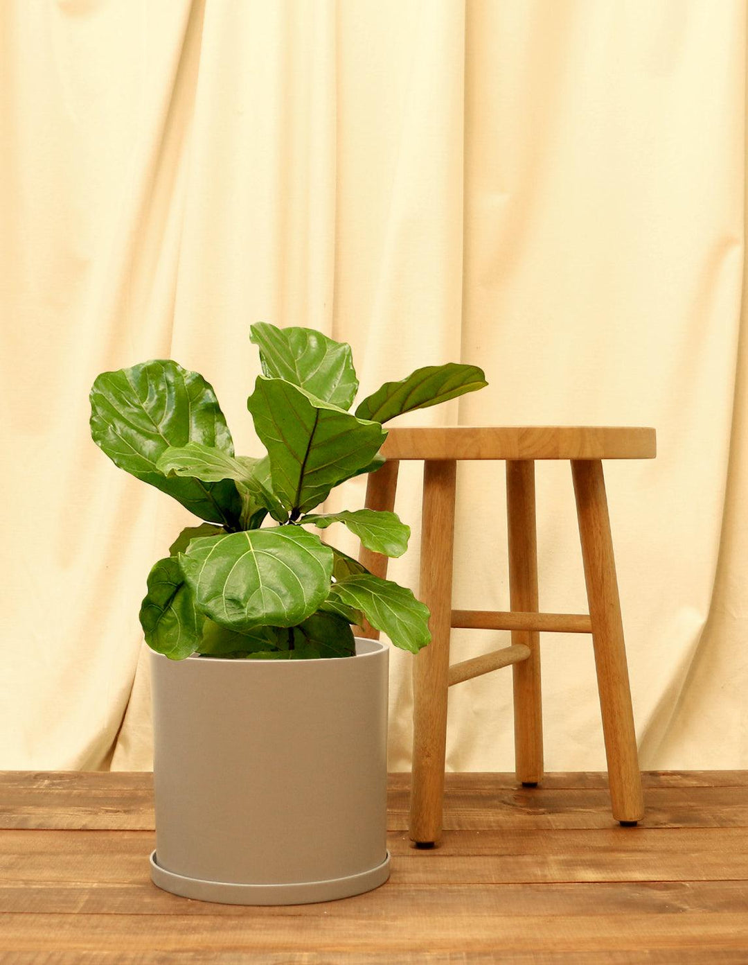 large fiddle leaf fig pot Fiddle Leaf Fig Tree - Ficus Lyrata