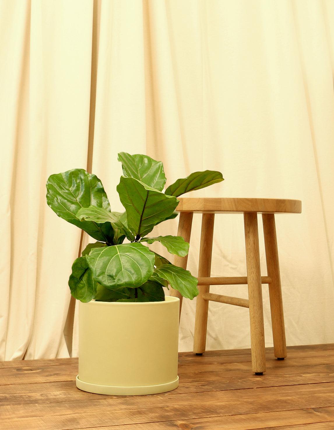 Large Fiddle Leaf Fig Tree in yellow pot.