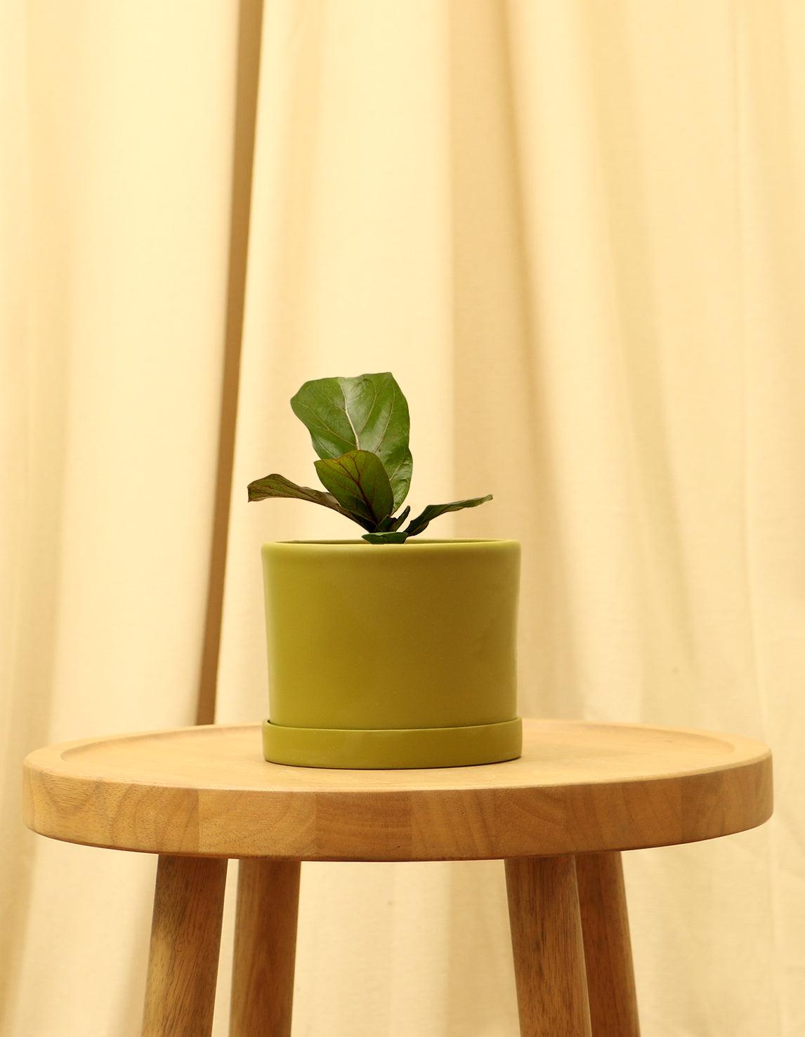 Small Fiddle Leaf Fig Tree in green pot.