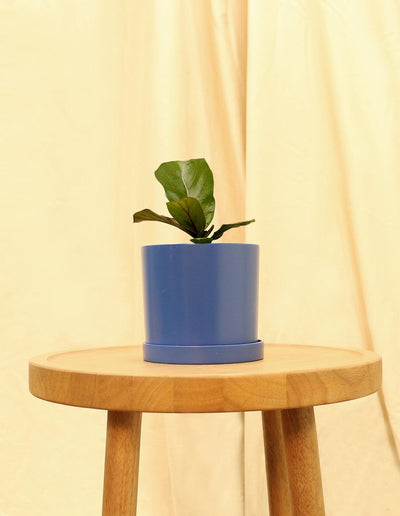 Small Fiddle Leaf Fig Tree in blue pot.