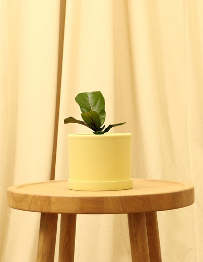 Small Fiddle Leaf Fig Tree in yellow pot.