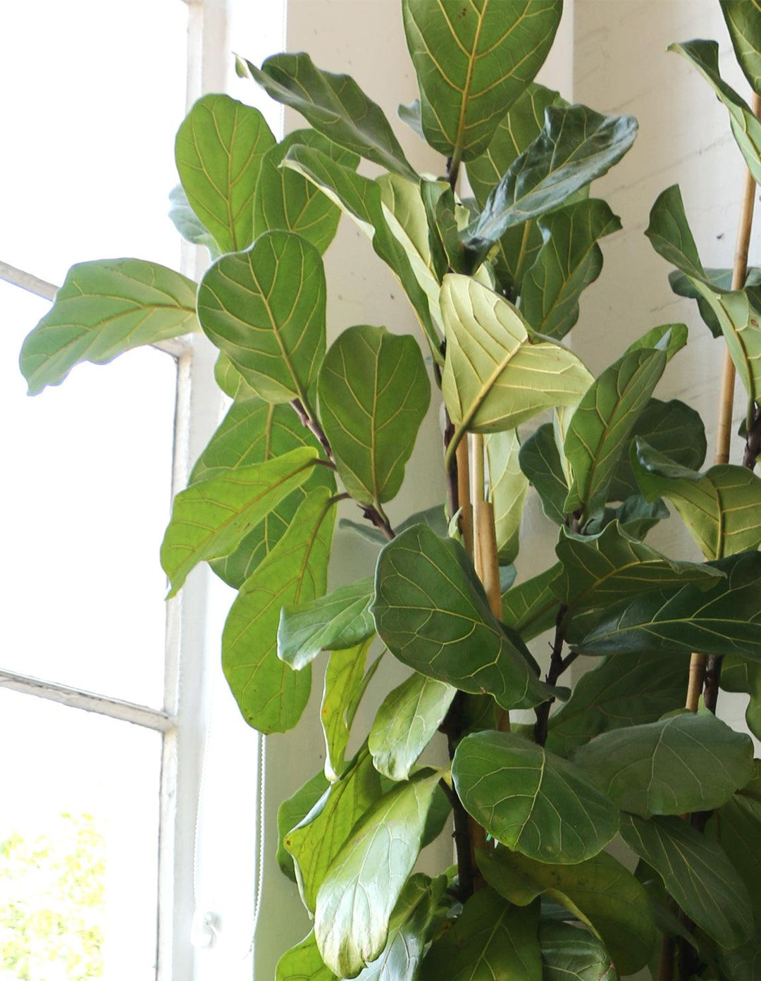 fiddle leaf fig tree vs bush Fiddle Leaf Fig Tree - Ficus Lyrata