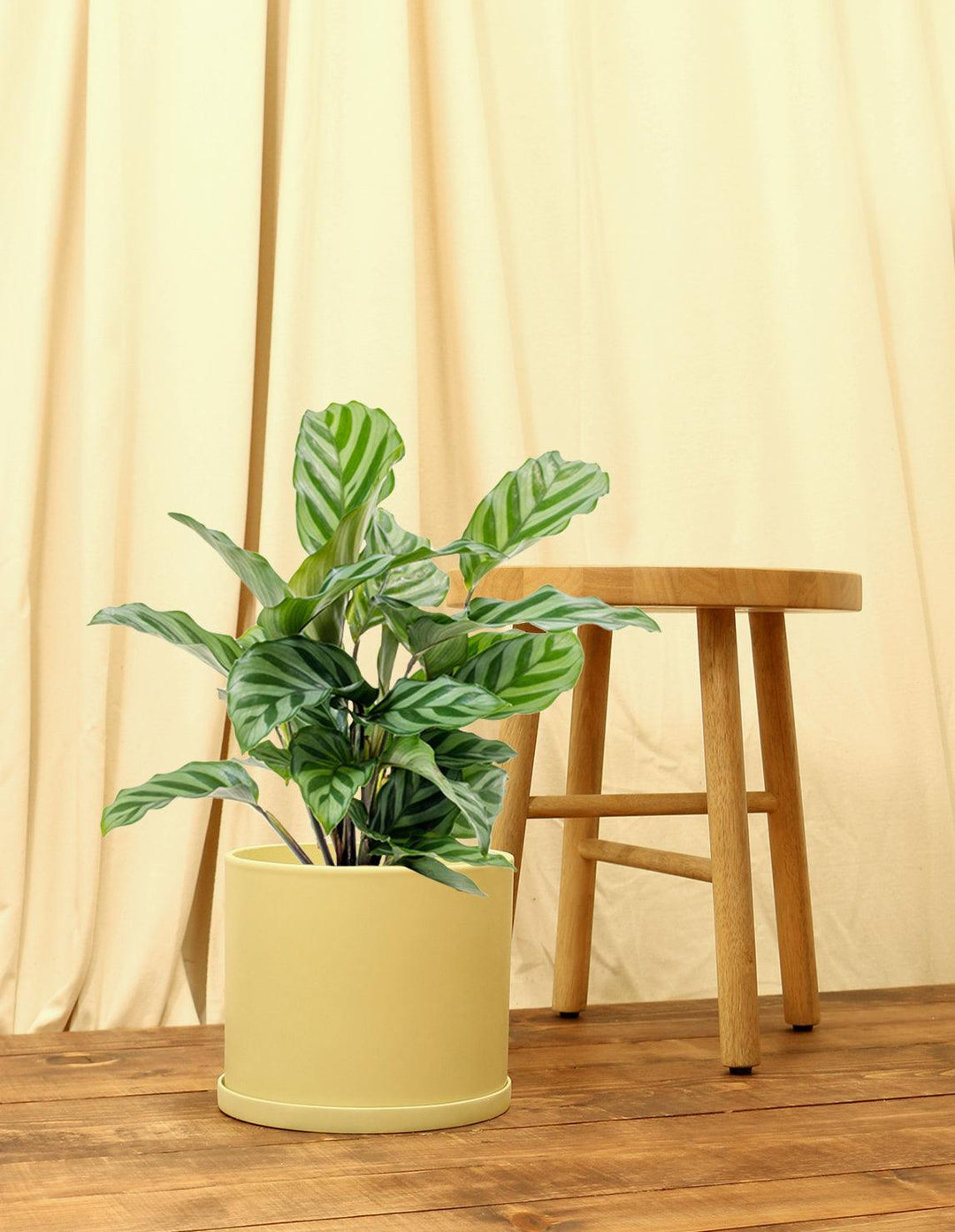 Calathea Freddie Houseplant (Pet Friendly & Air Purifying) – Plantquility  Houseplants