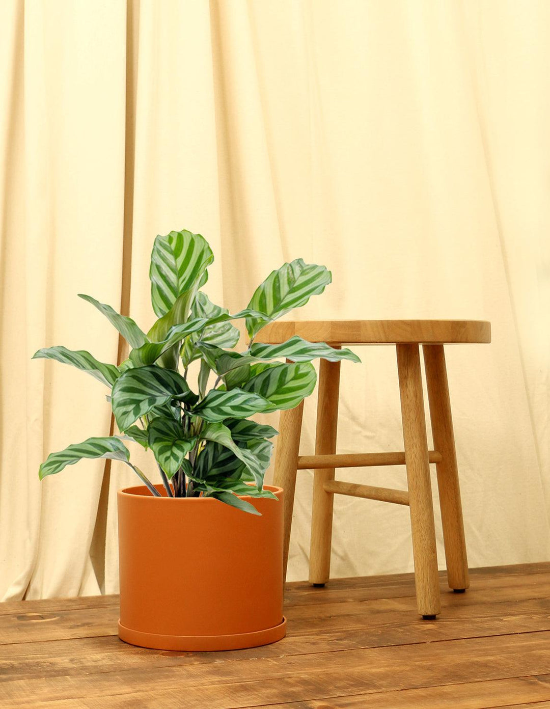 Calathea Freddie Houseplant (Pet Friendly & Air Purifying) – Plantquility  Houseplants
