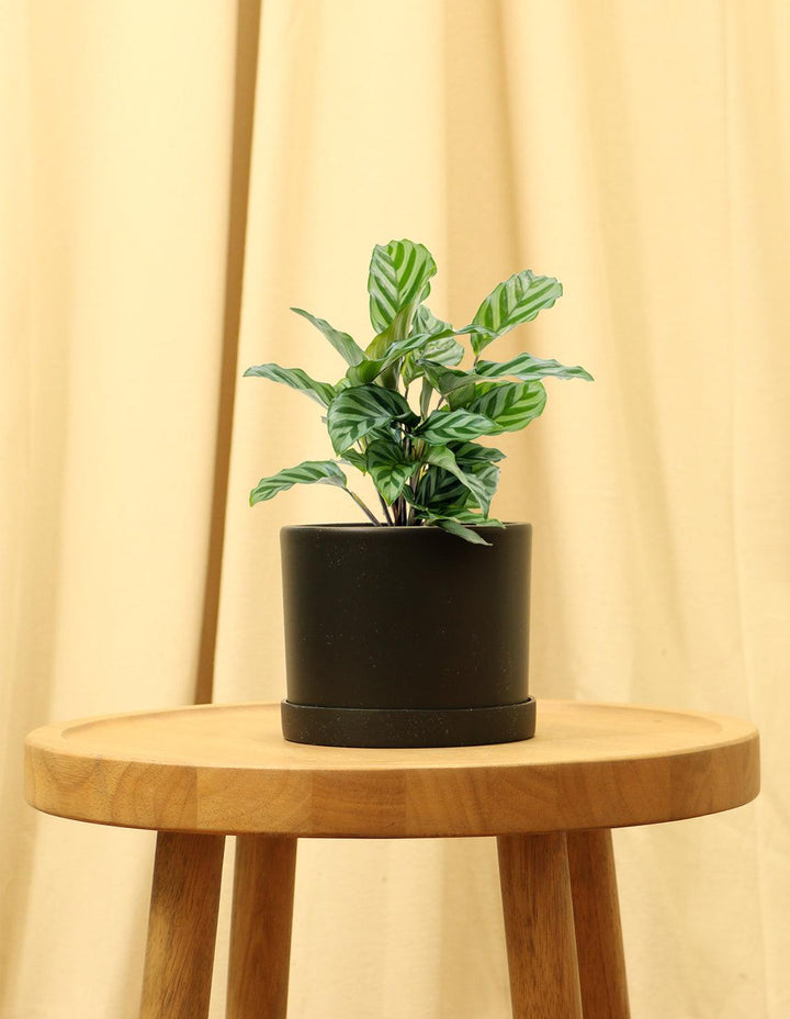 Calathea Freddie Houseplant (Pet Friendly & Air Purifying) – Plantquility  Houseplants