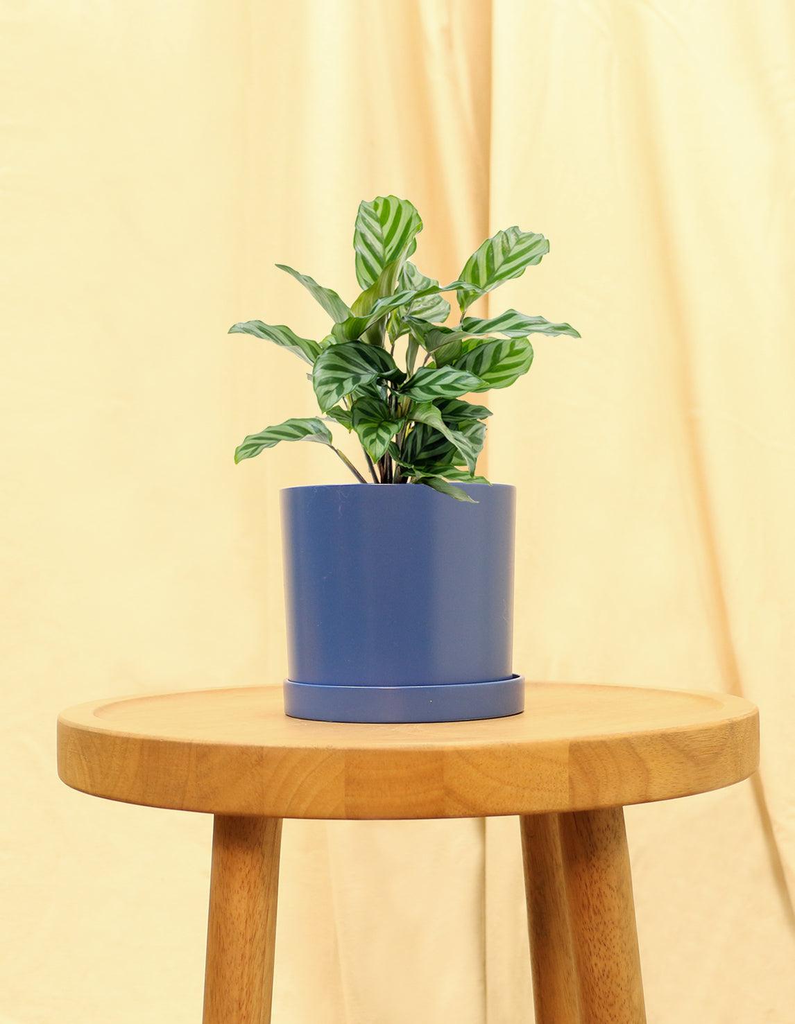 Small Calathea Freddie Houseplant in blue pot.