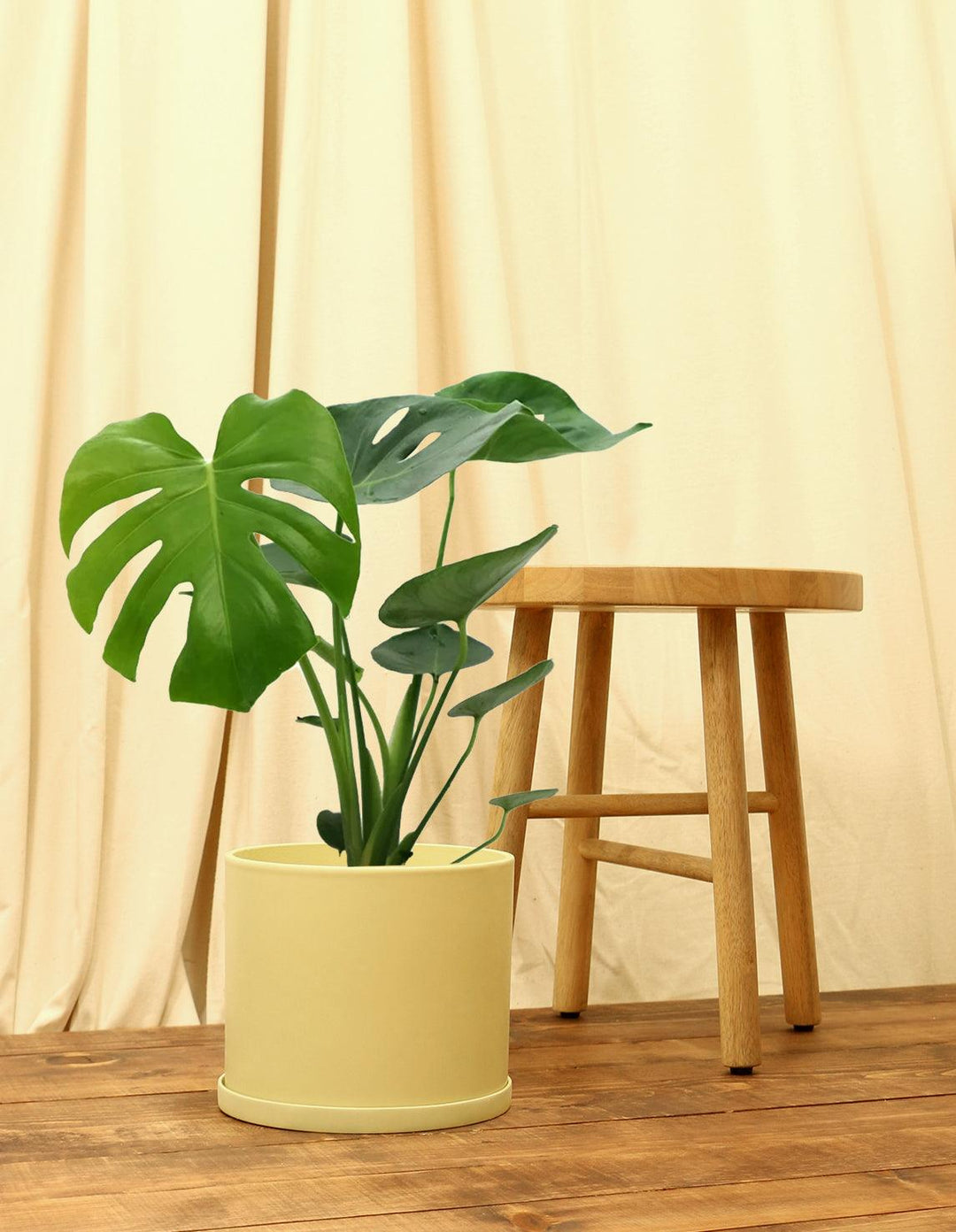 will monstera deliciosa fruit indoors Fruit Salad Indoor Plant