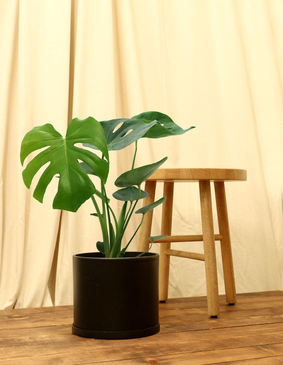 monstera deliciosa fruit plant for sale Fruit Salad Indoor Plant
