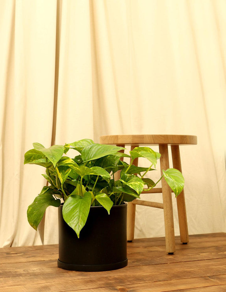Golden Devils Ivy Plant