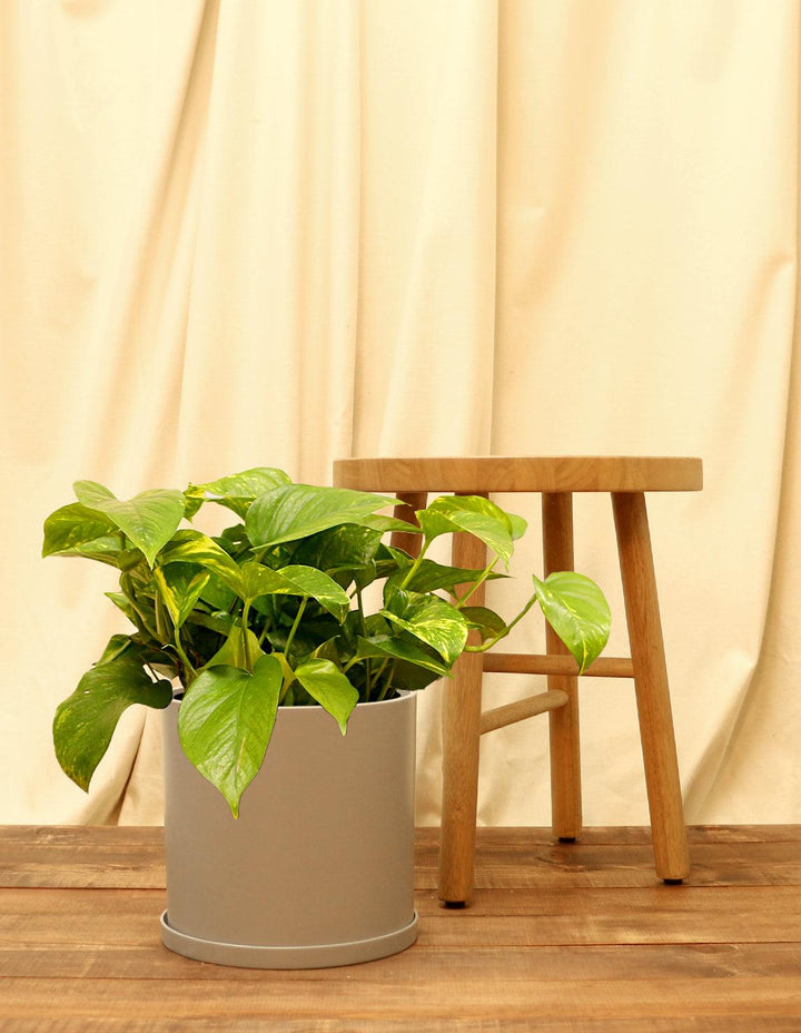 house plants devils ivy Golden Devils Ivy Plant