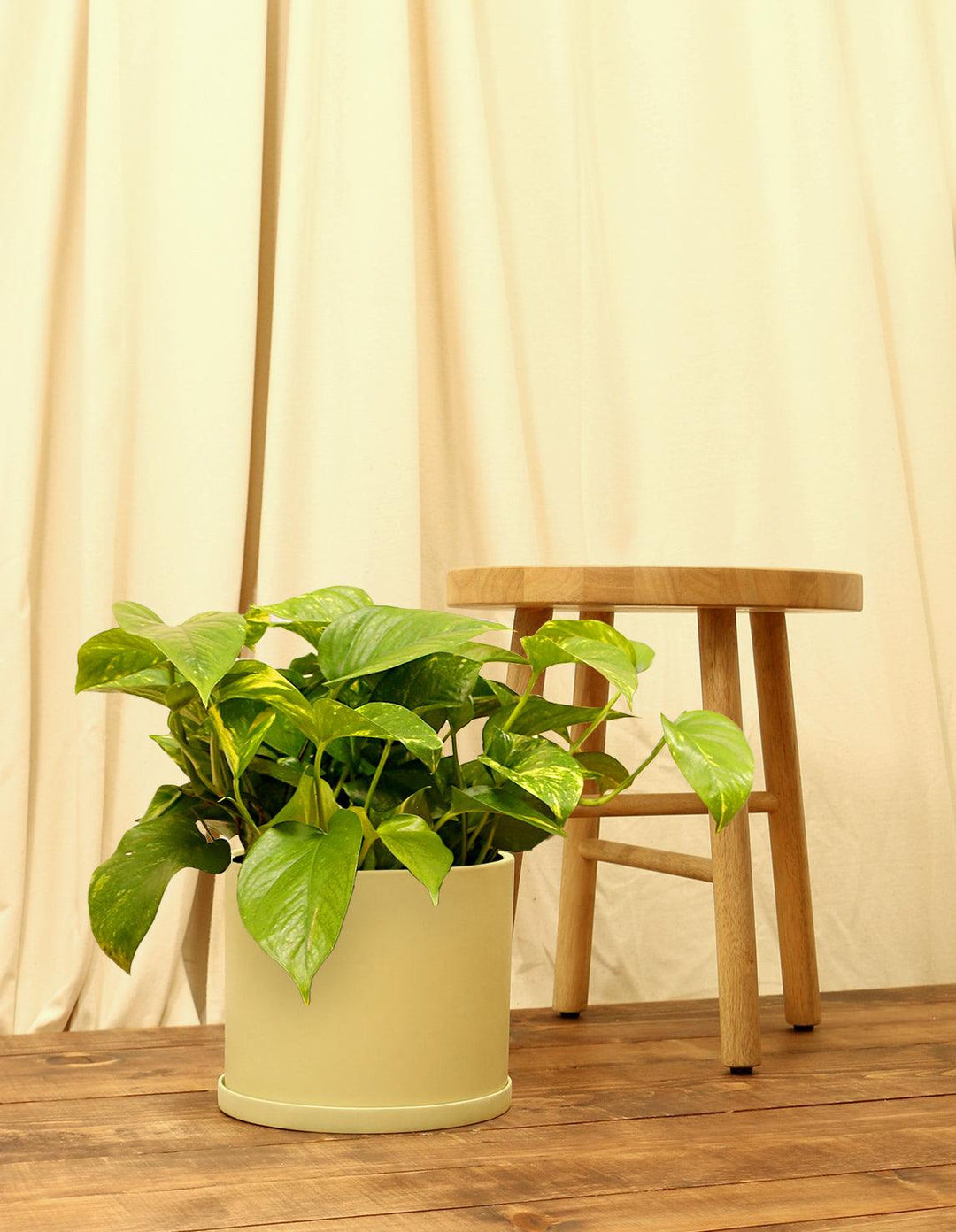 Golden Devils Ivy Plant - Epipremnum Aureum Plant  Plantquility Houseplants