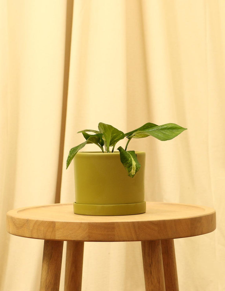 house plants devils ivy Golden Devils Ivy Plant