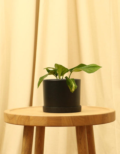 Small Golden Devils Ivy Pothos Plant in black pot.
