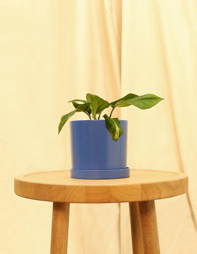 Small Golden Devils Ivy Pothos Plant in blue pot.