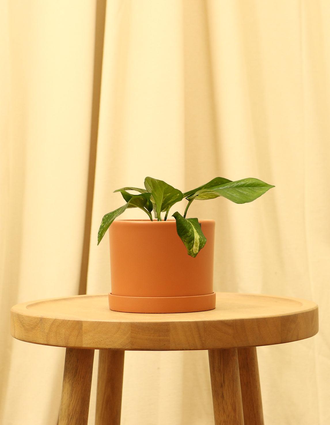 Small Golden Devils Ivy Pothos Plant in orange pot.