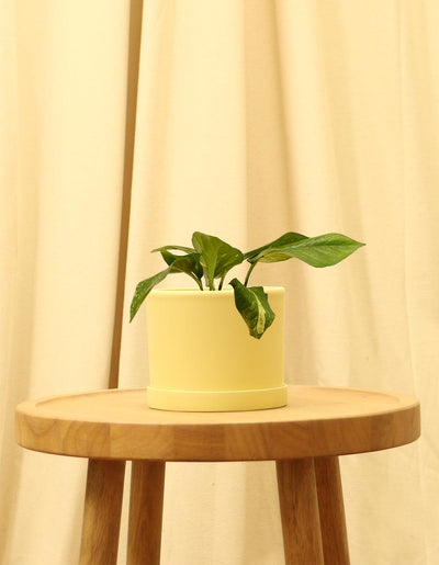 Small Golden Devils Ivy Pothos Plant in yellow pot.