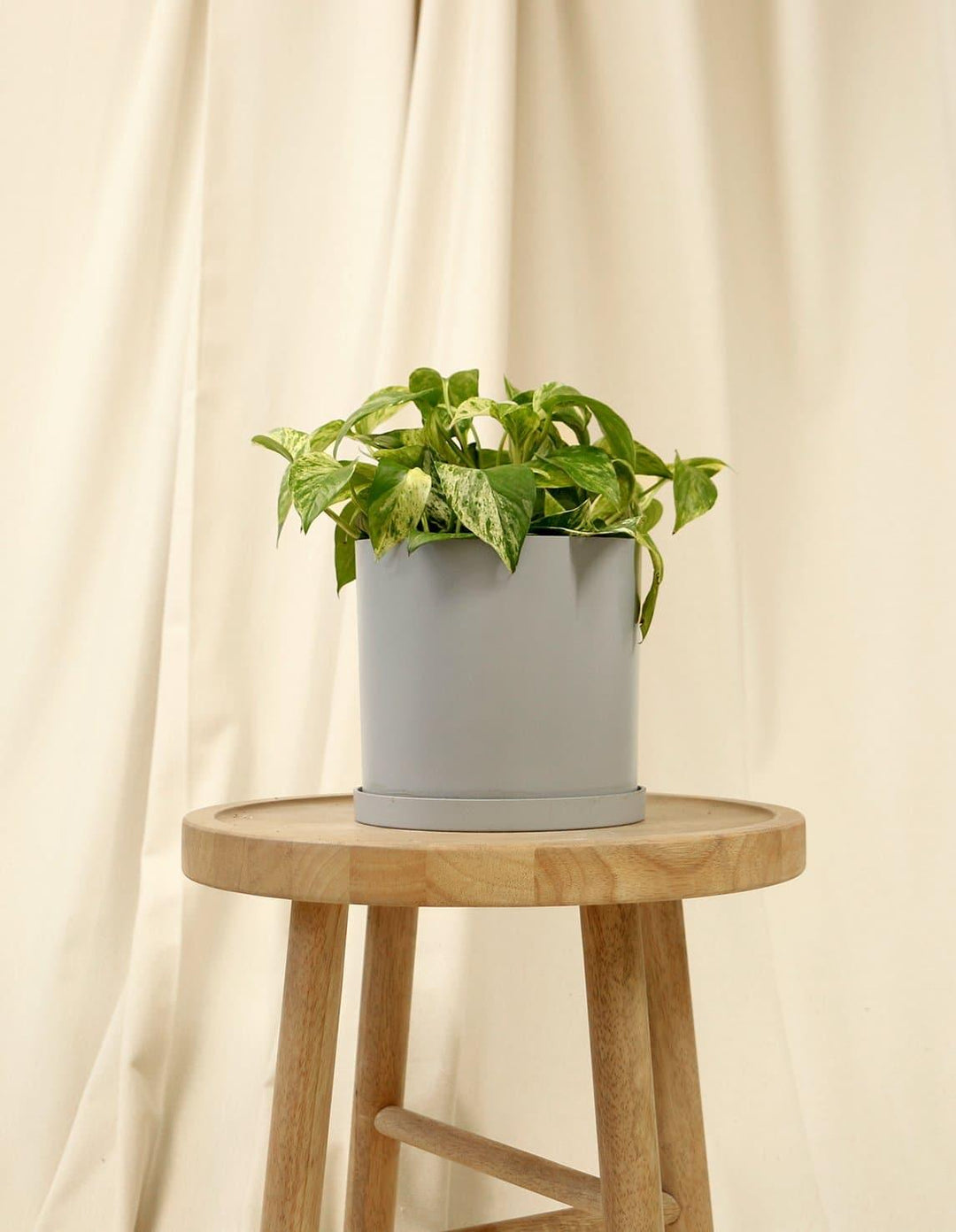 snow queen plant indoor Snow Queen Pothos Indoor Plant (Potted & Delivery Ready) – Plantquility  Houseplants