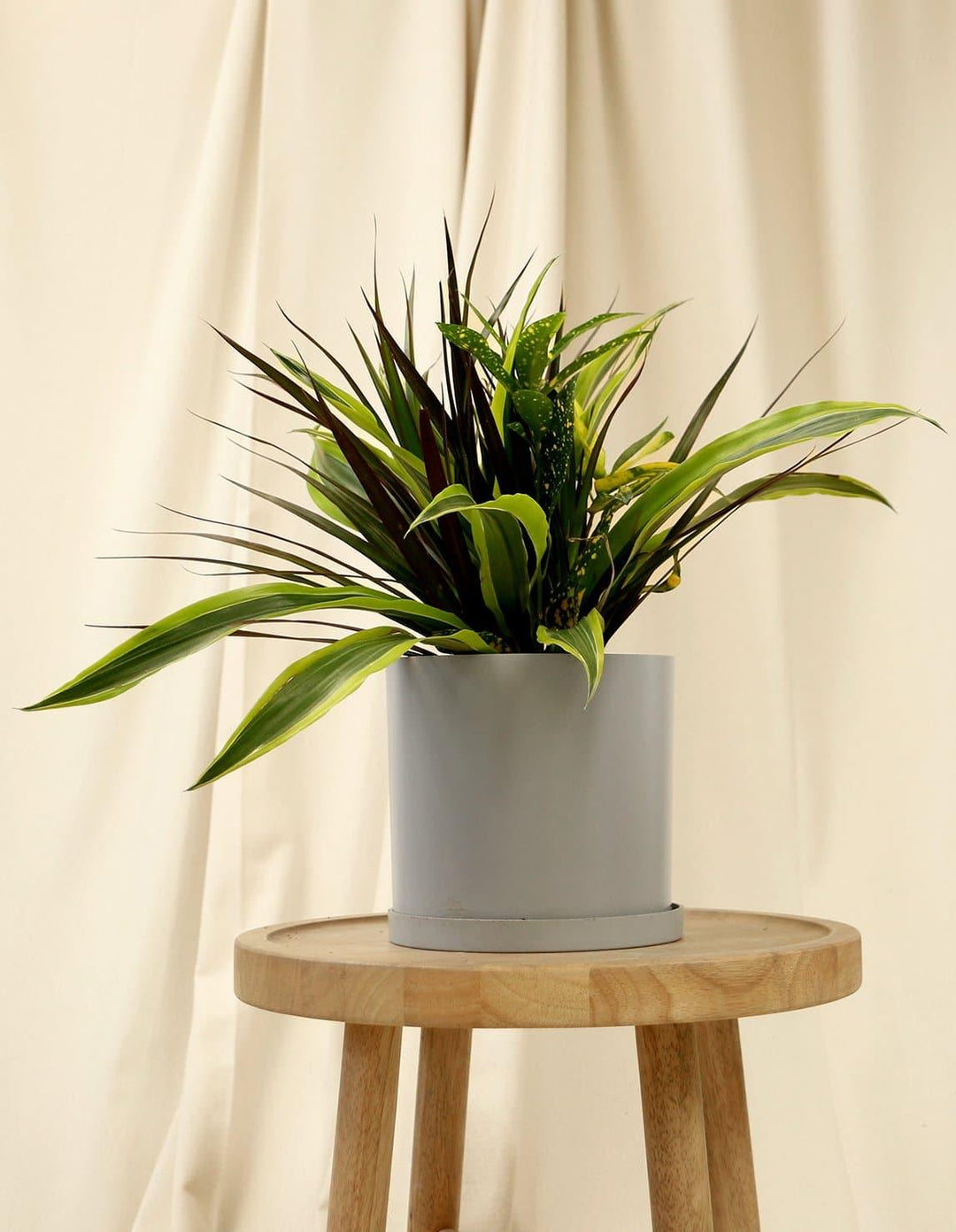 is dracaena a succulent Dracaena Collection