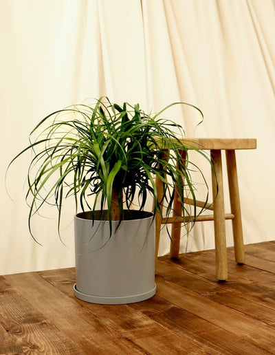 Large Ponytail Palm Plant in grey pot.