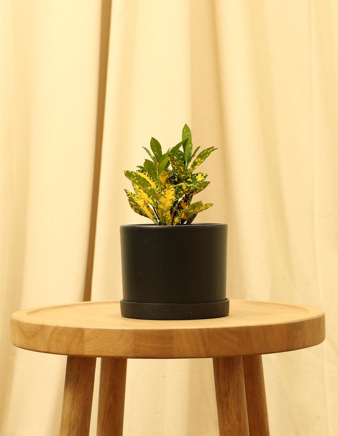 japanese laurel house plant Japanese Laurel Houseplant