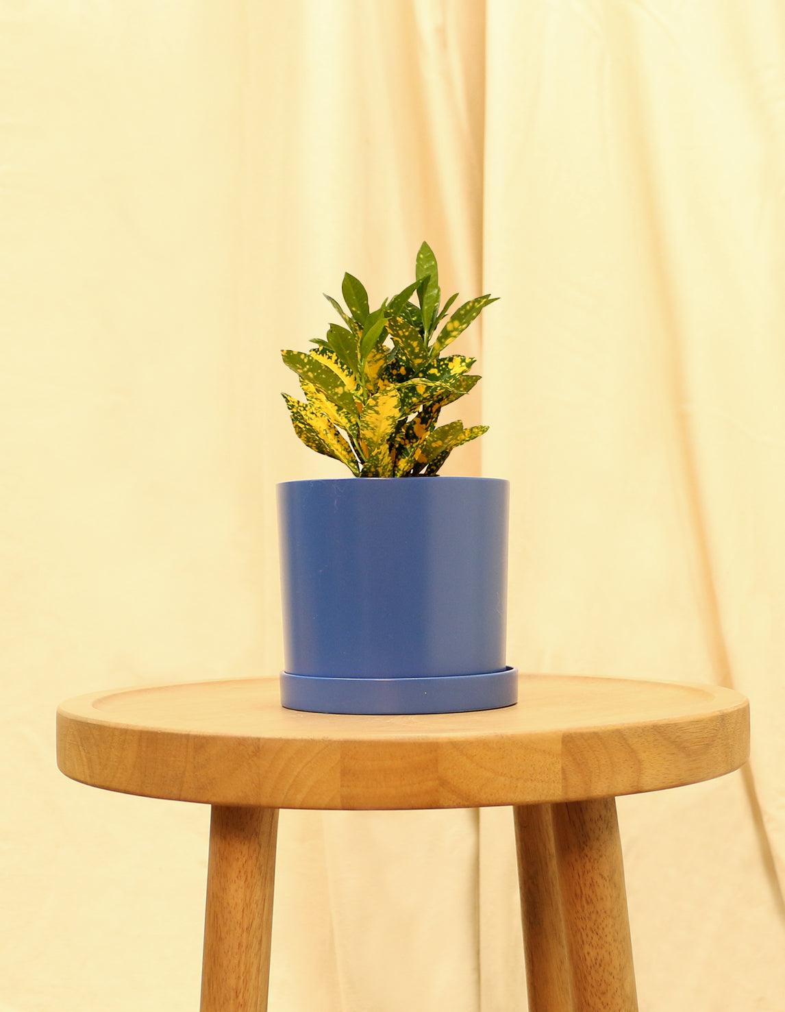Small Japanese Laurel in blue pot.