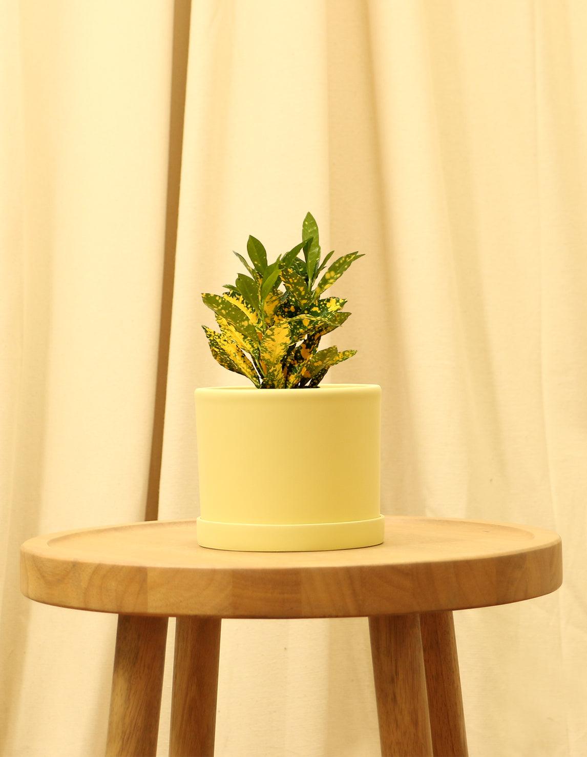 Small Japanese Laurel in yellow pot.