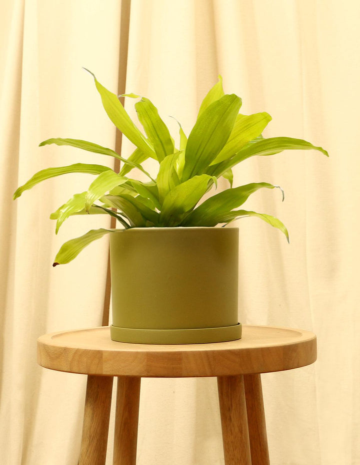 dracaena fragrans low light Lemon Light House Plant - Dracaena Fragrans