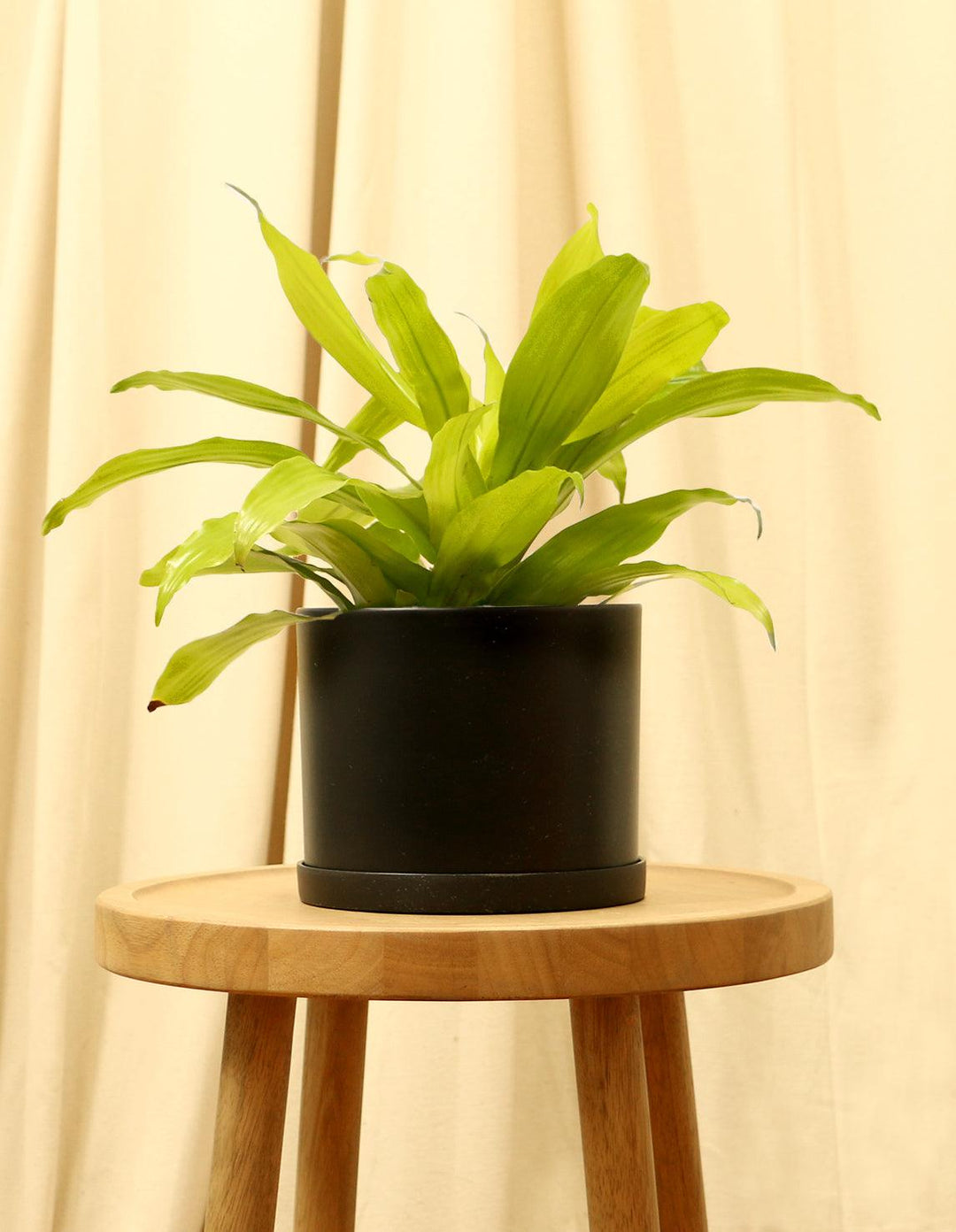 dracaena fragrans light Lemon Light House Plant - Dracaena Fragrans