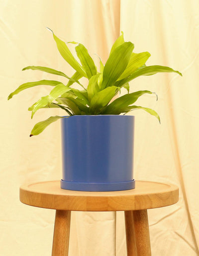 Medium Lemon Light Plant in blue pot.