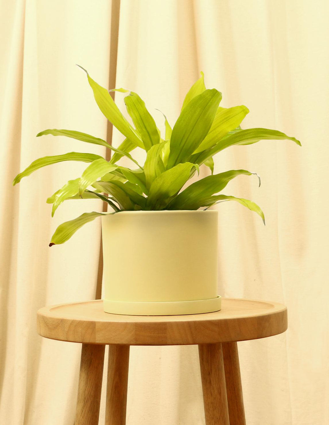 Lemon Light House Plant - Dracaena Fragrans