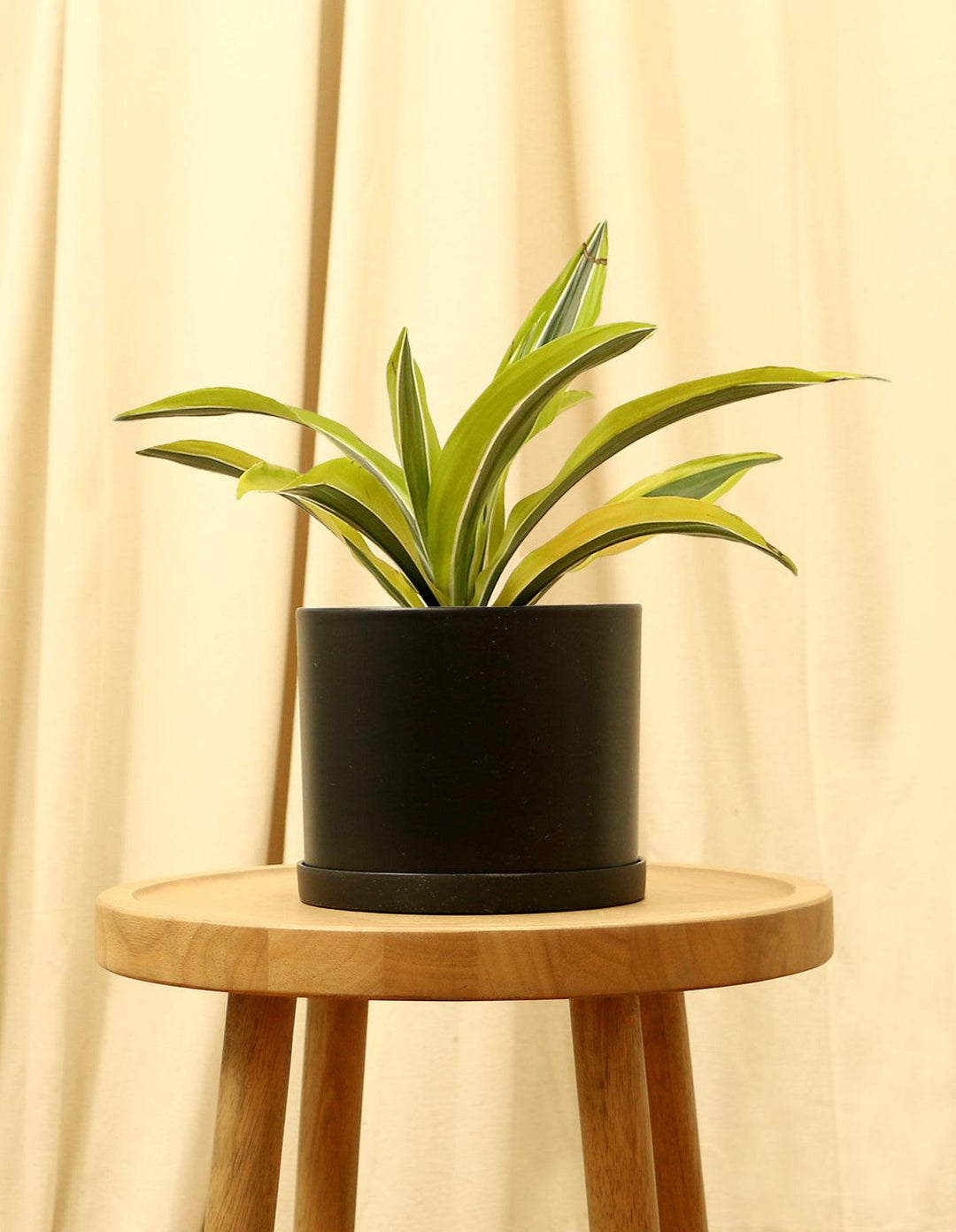 dracaena lemon lime dogs Dracaena Lemon Lime Plant