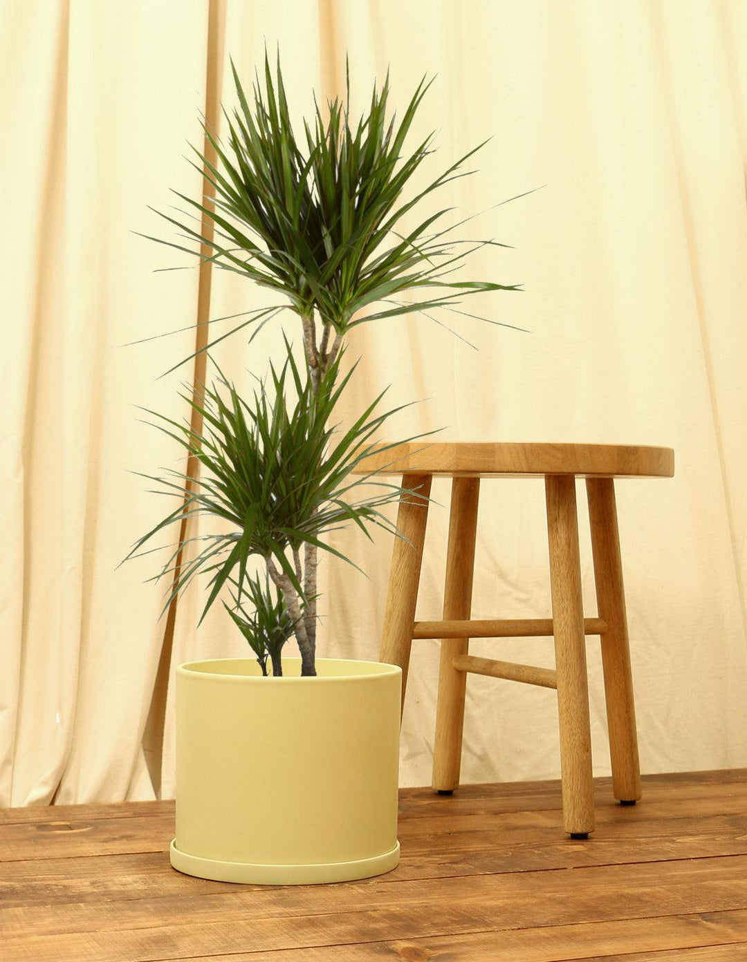 Madagascar Dragon Tree