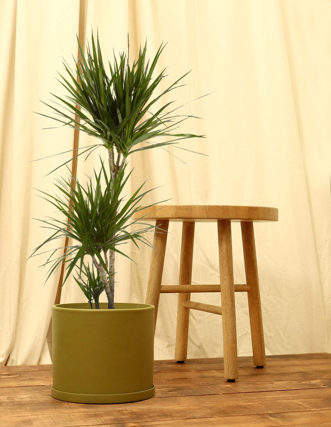 Madagascar Dragon Tree - Dracaena Marginata (Potted & Ready)  Plantquility  Houseplants