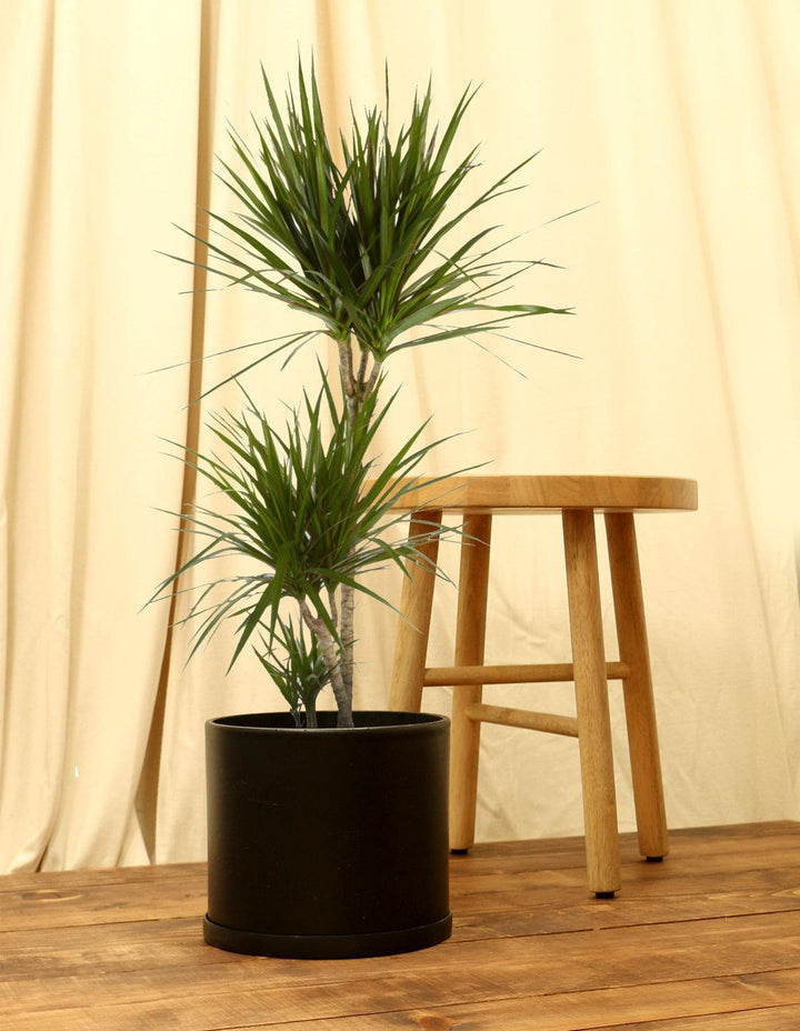 Madagascar Dragon Tree