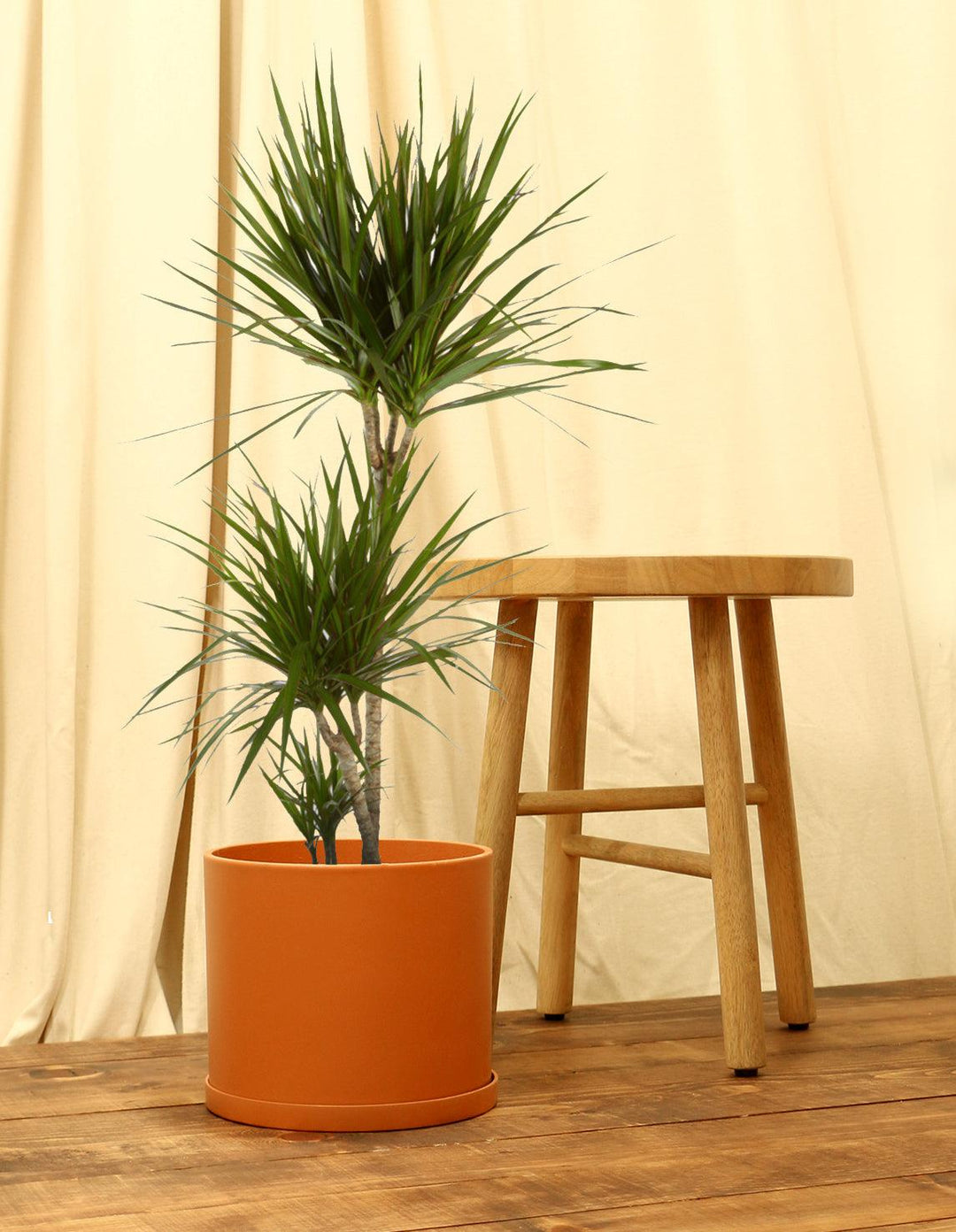 Madagascar Dragon Tree - Dracaena marginata - 3 Feet Tall - Multiple Trunks s in online One Pot - Ship in 3 Gal Pot