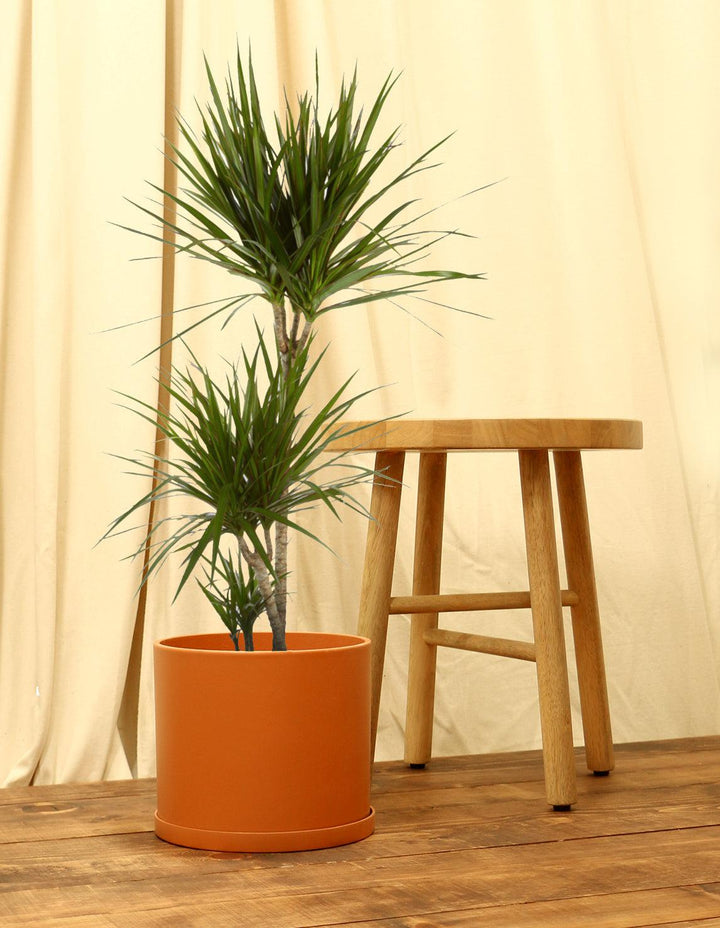 madagascar dragon tree indoor plant Madagascar Dragon Tree