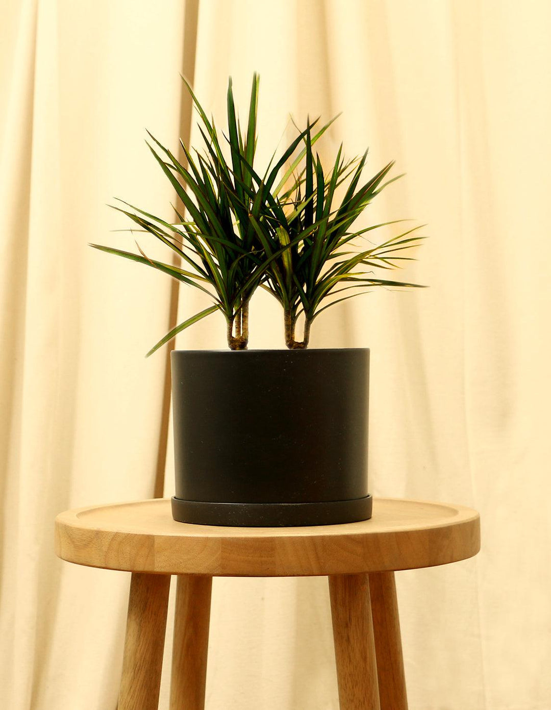 dragon age potted plant Madagascar Dragon Tree